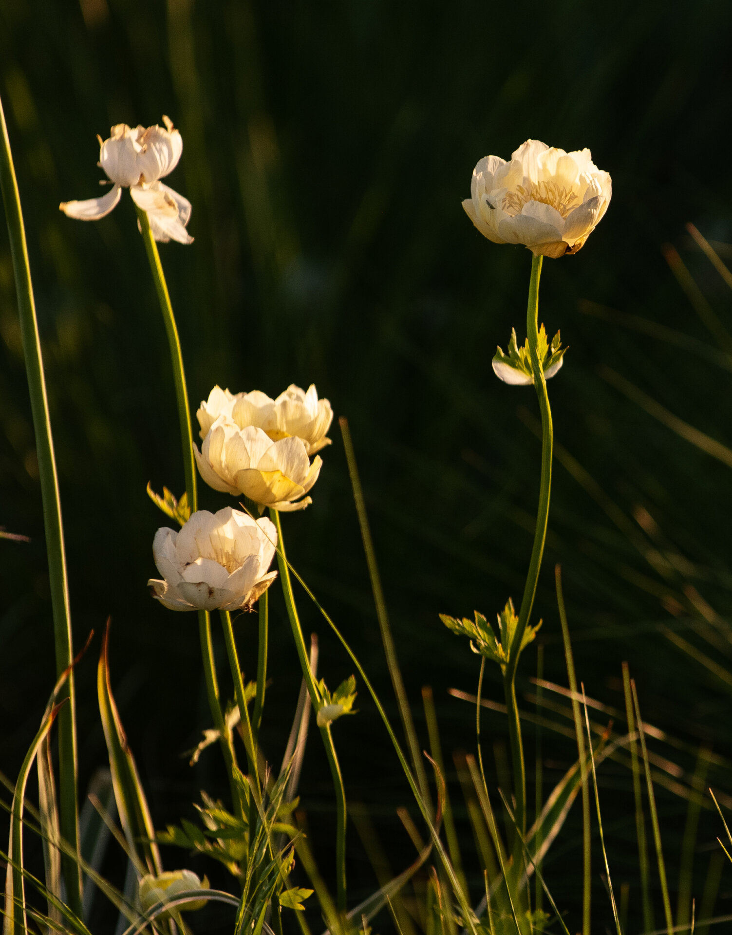 Trollius x cultorum 'New Moon'